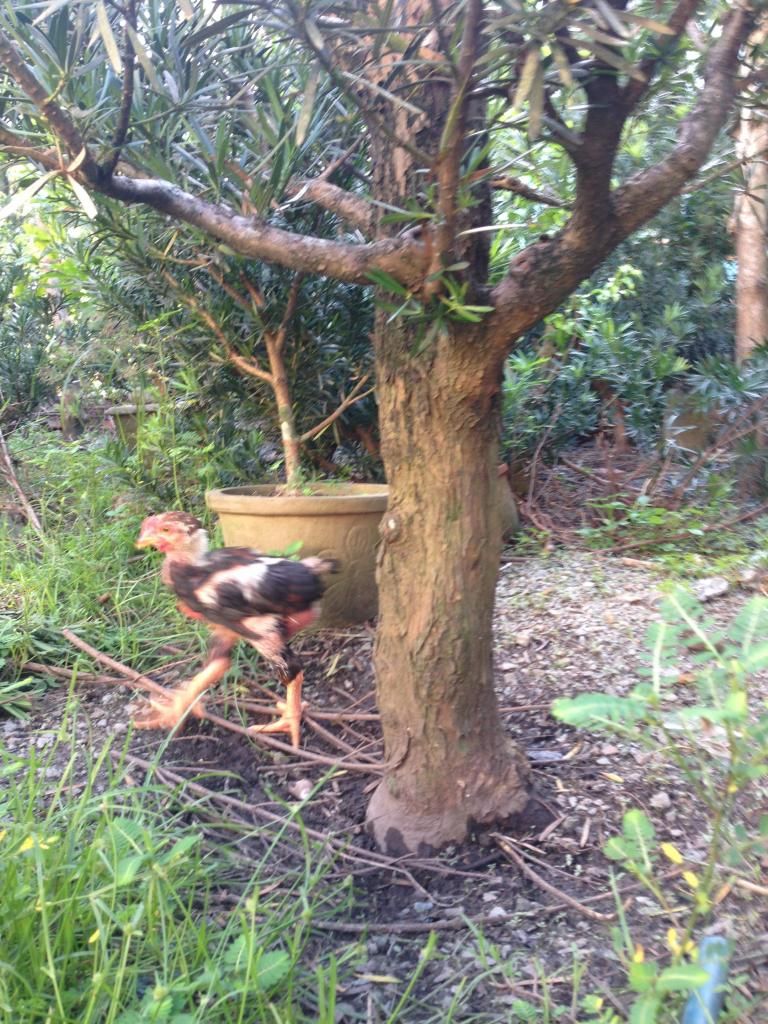 Đủ Loại Cây Cho Ae Lựa Chọn Đây - 14