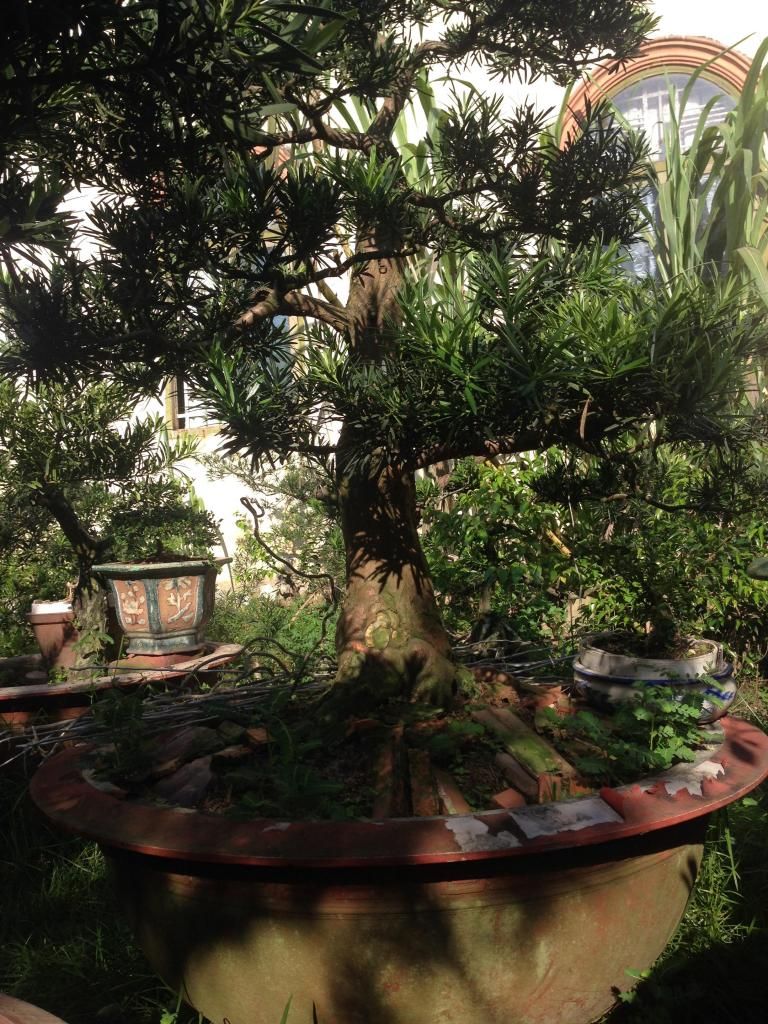 Đủ Loại Cây Cho Ae Lựa Chọn Đây - 13