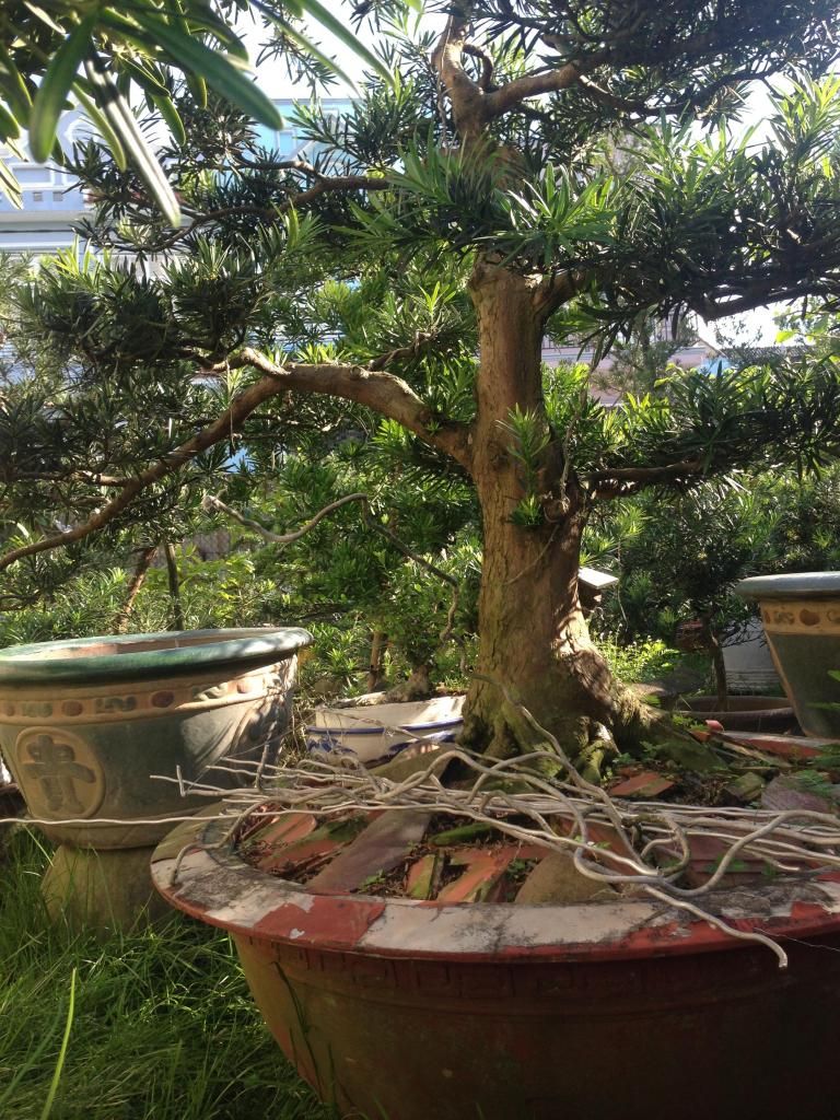 Đủ Loại Cây Cho Ae Lựa Chọn Đây - 12