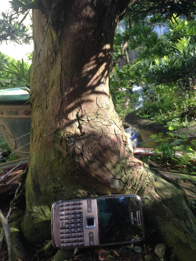 Đủ Loại Cây Cho Ae Lựa Chọn Đây - 11