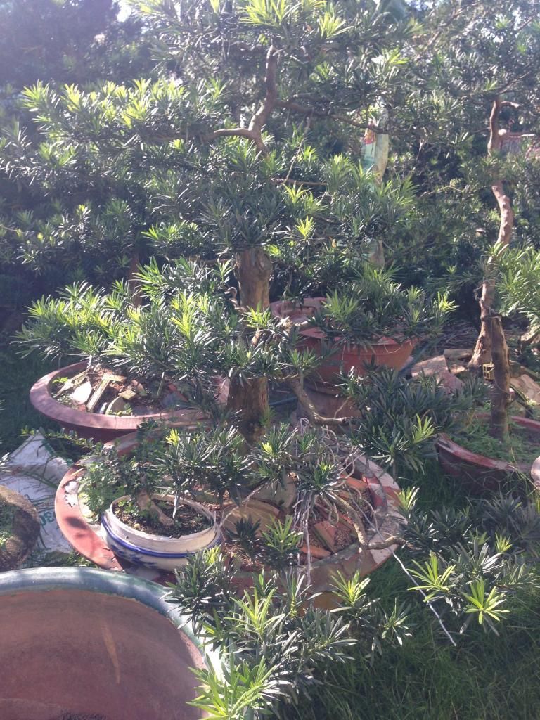 Đủ Loại Cây Cho Ae Lựa Chọn Đây - 10