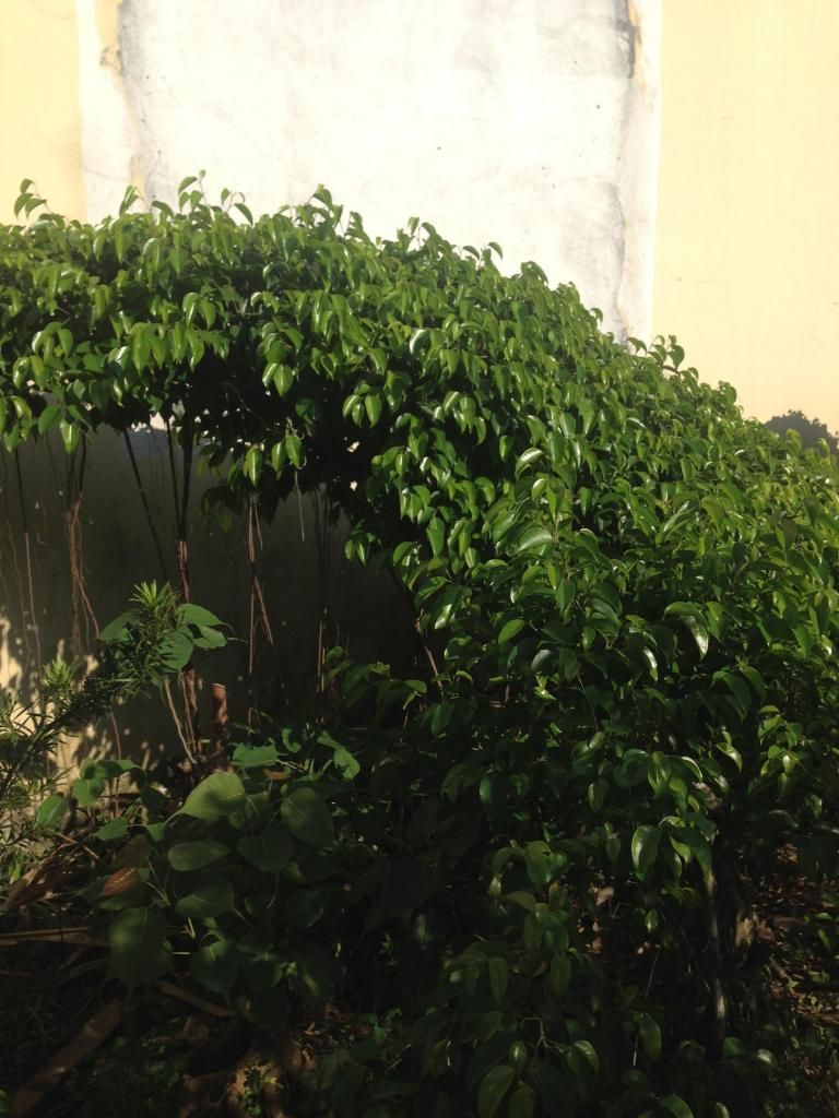 Đủ Loại Cây Cho Ae Lựa Chọn Đây - 39