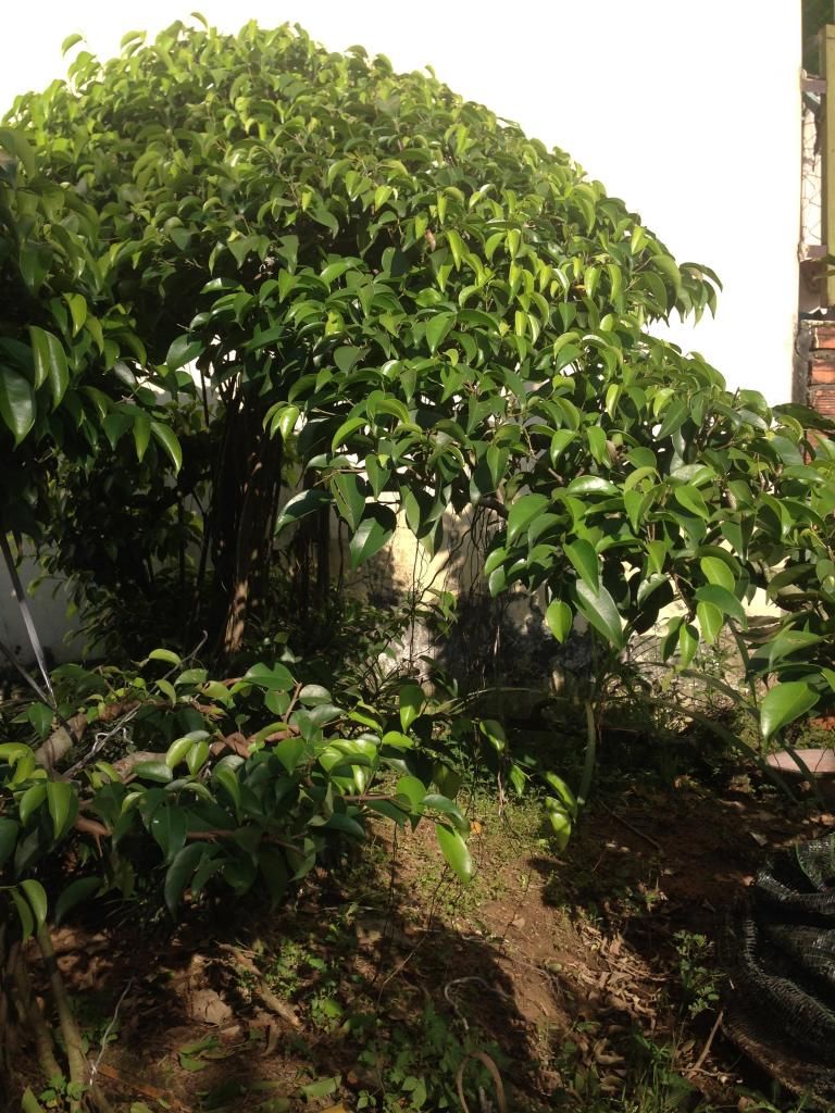 Đủ Loại Cây Cho Ae Lựa Chọn Đây - 38