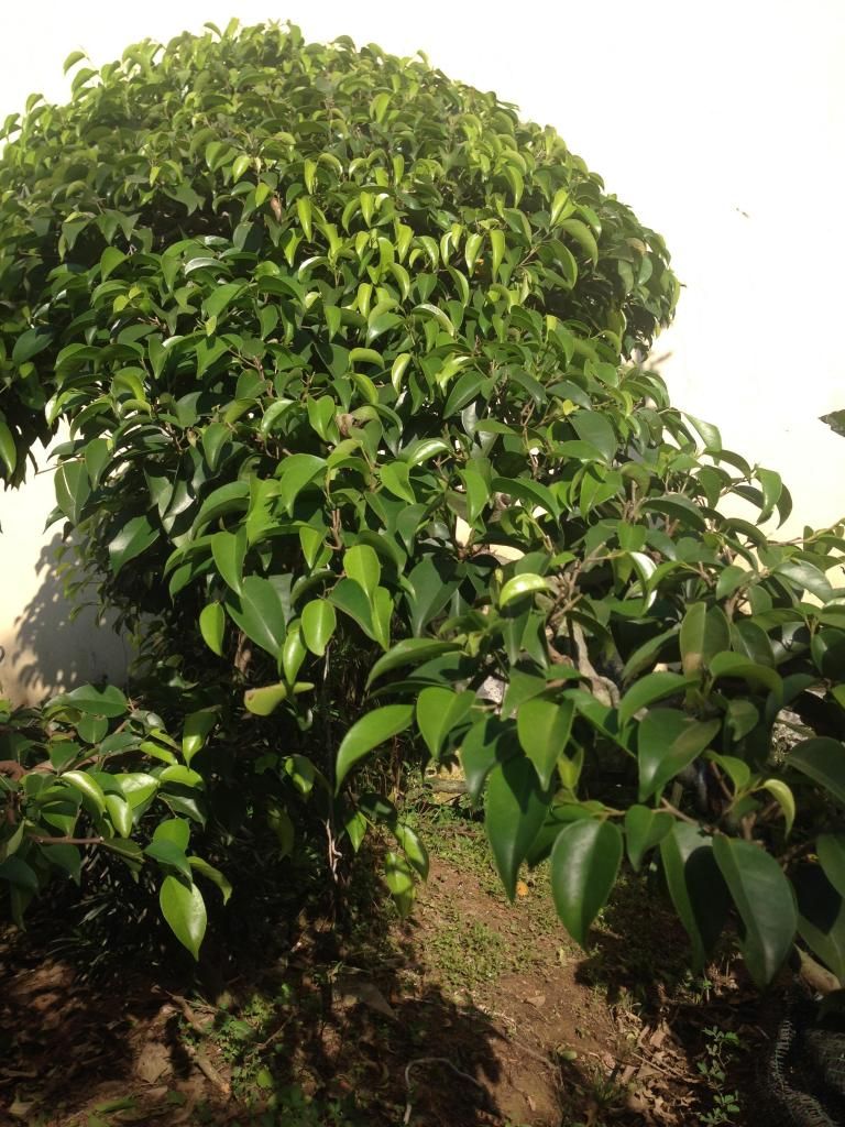 Đủ Loại Cây Cho Ae Lựa Chọn Đây - 37