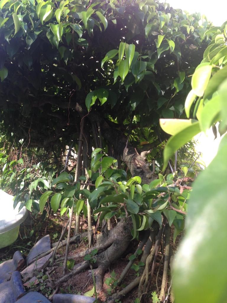 Đủ Loại Cây Cho Ae Lựa Chọn Đây - 36