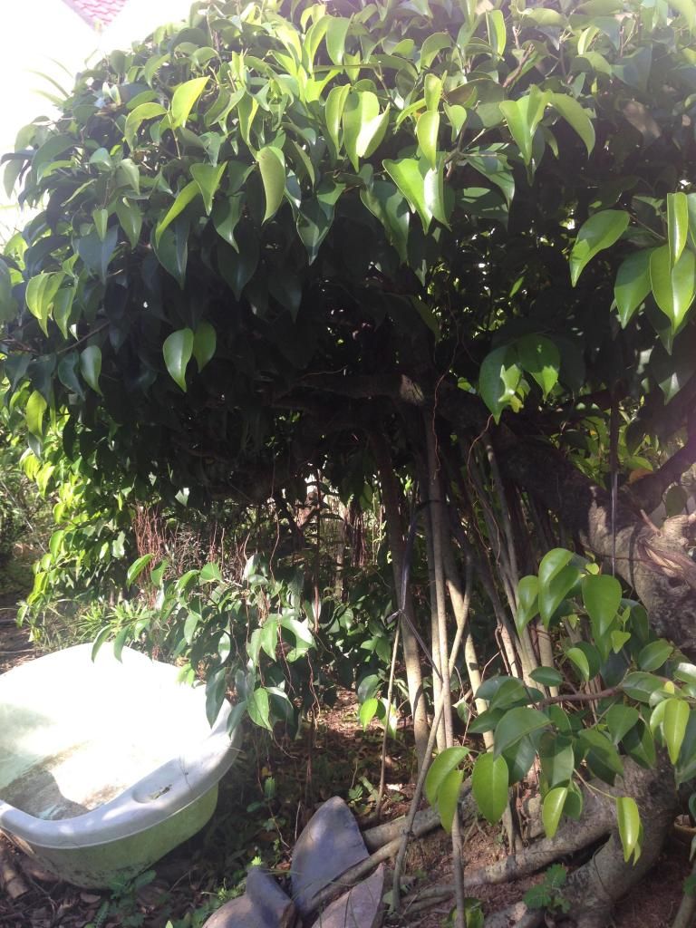 Đủ Loại Cây Cho Ae Lựa Chọn Đây - 35