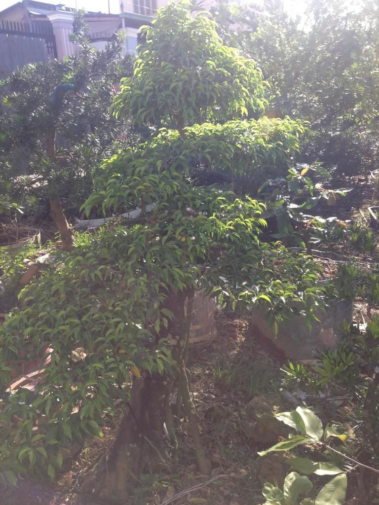 Đủ Loại Cây Cho Ae Lựa Chọn Đây - 34