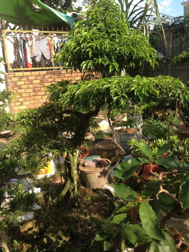 Đủ Loại Cây Cho Ae Lựa Chọn Đây - 33