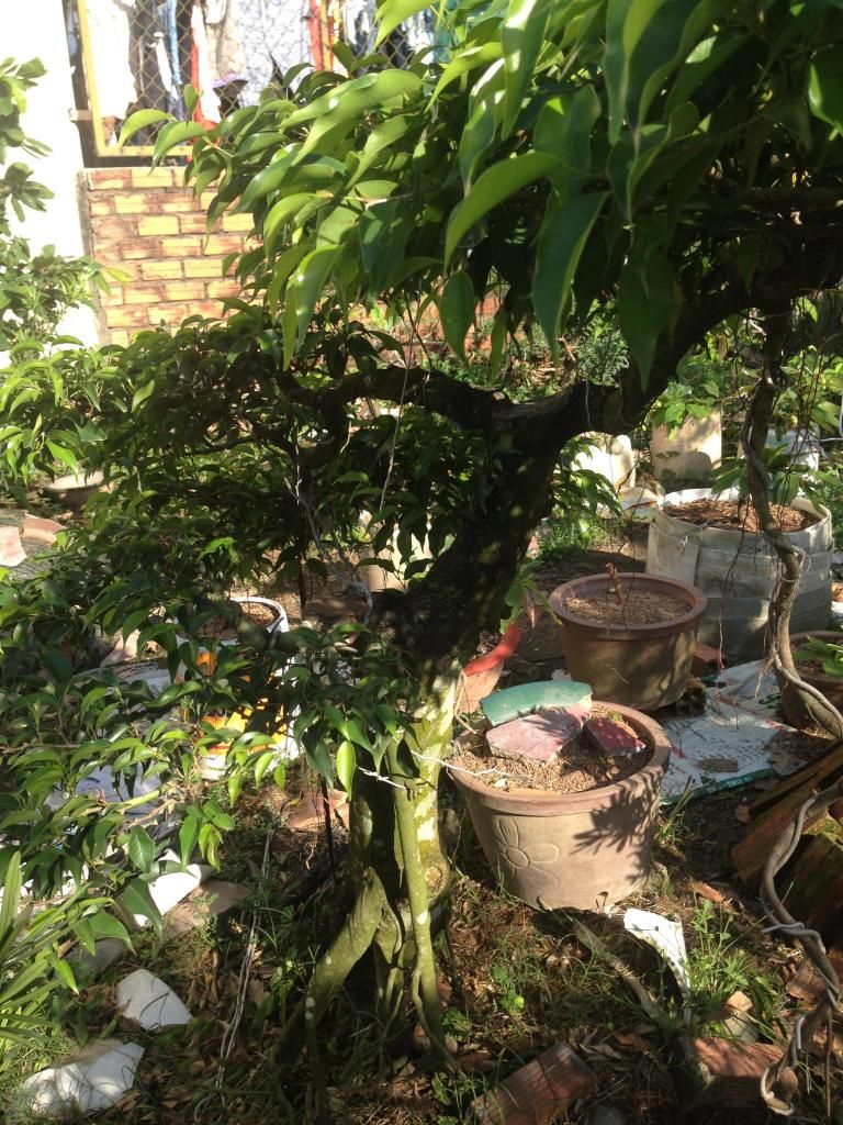 Đủ Loại Cây Cho Ae Lựa Chọn Đây - 32