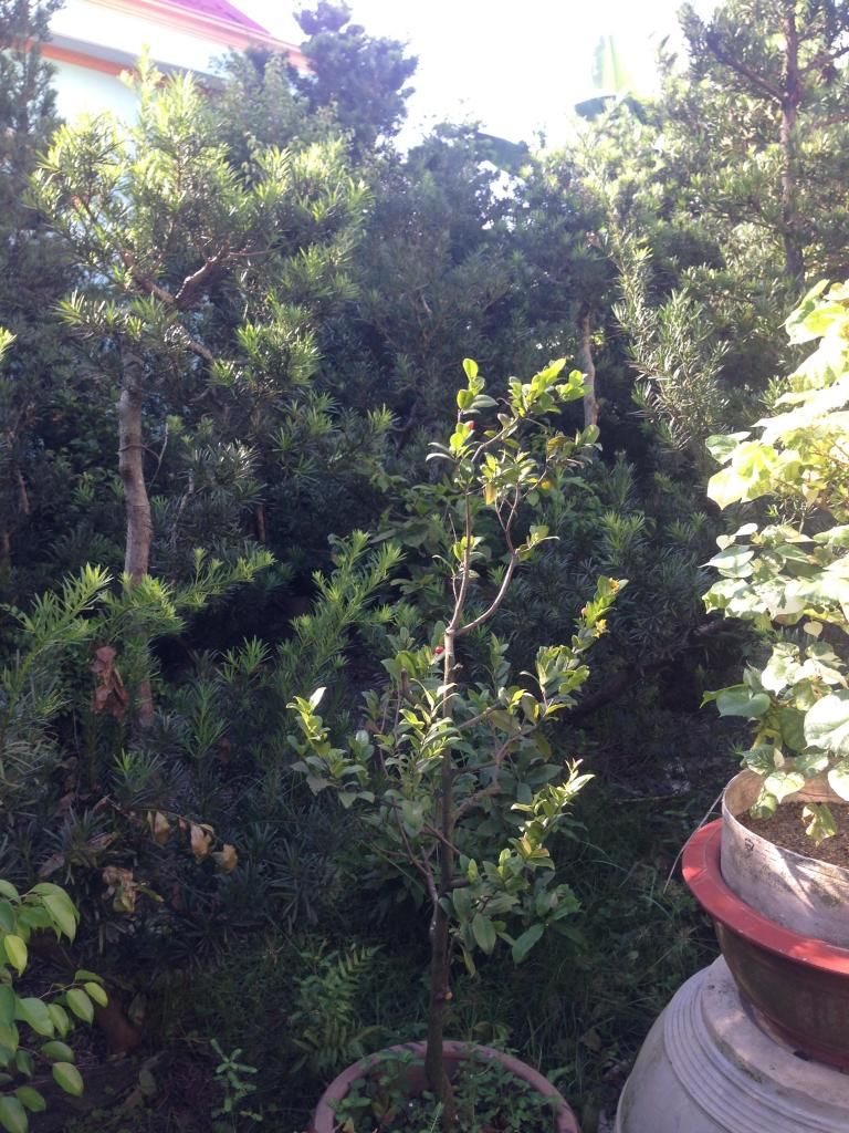 Đủ Loại Cây Cho Ae Lựa Chọn Đây - 31