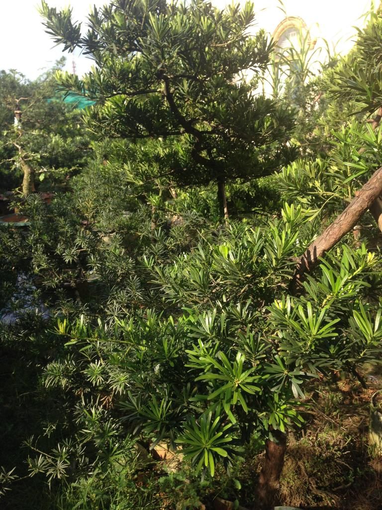 Đủ Loại Cây Cho Ae Lựa Chọn Đây - 30