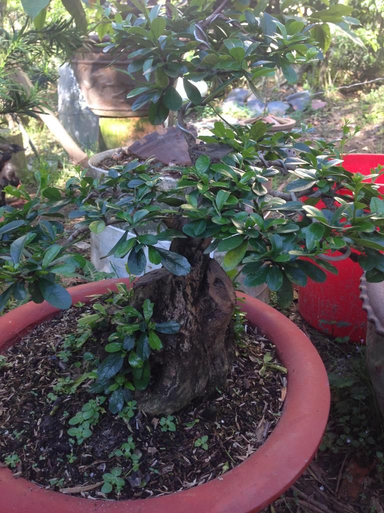 Đủ Loại Cây Cho Ae Lựa Chọn Đây - 29