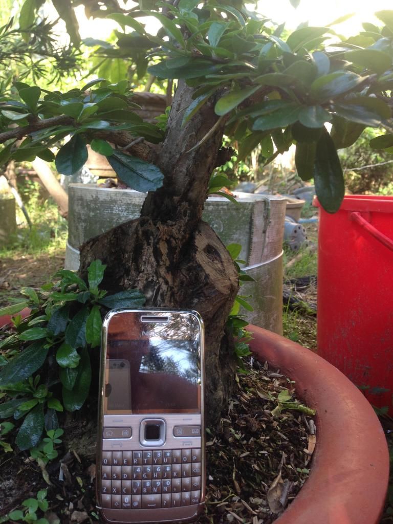 Đủ Loại Cây Cho Ae Lựa Chọn Đây - 28