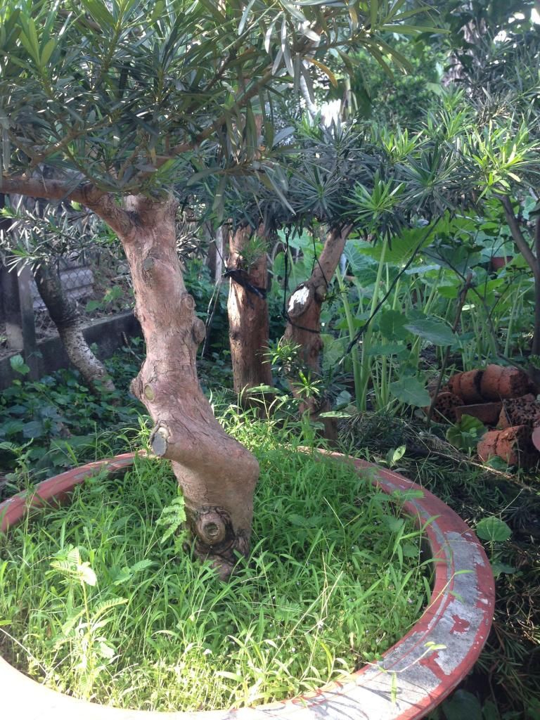 Đủ Loại Cây Cho Ae Lựa Chọn Đây - 27