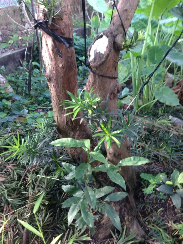 Đủ Loại Cây Cho Ae Lựa Chọn Đây - 26