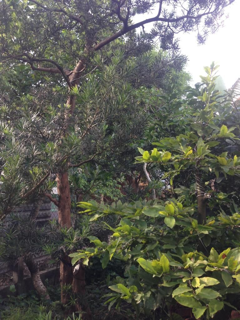 Đủ Loại Cây Cho Ae Lựa Chọn Đây - 25