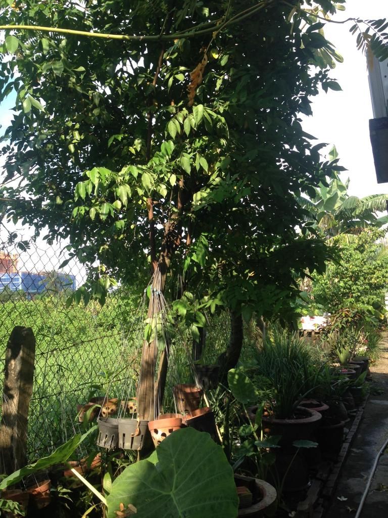 Đủ Loại Cây Cho Ae Lựa Chọn Đây