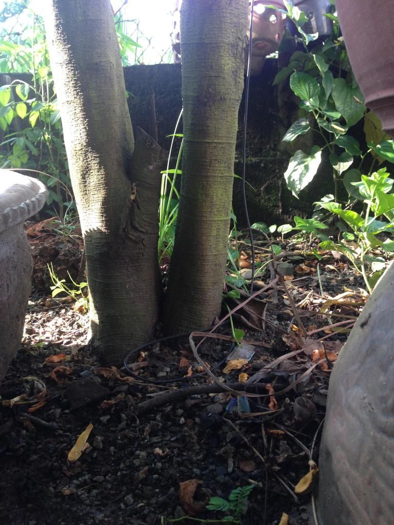 Đủ Loại Cây Cho Ae Lựa Chọn Đây - 1