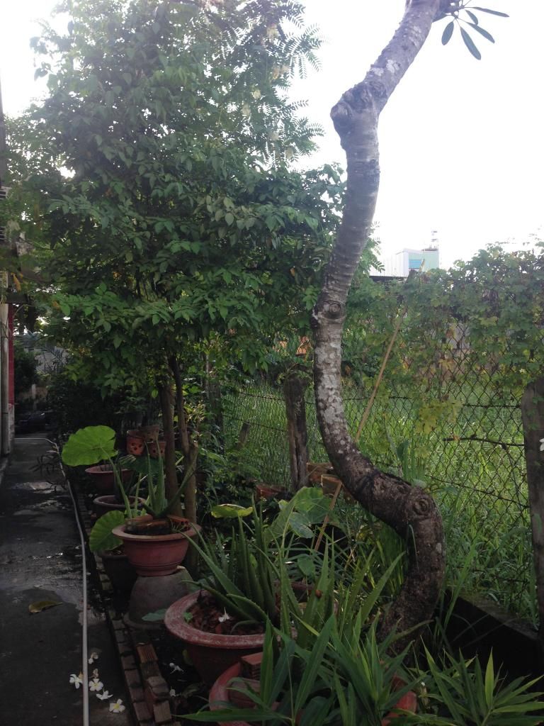 Đủ Loại Cây Cho Ae Lựa Chọn Đây - 2