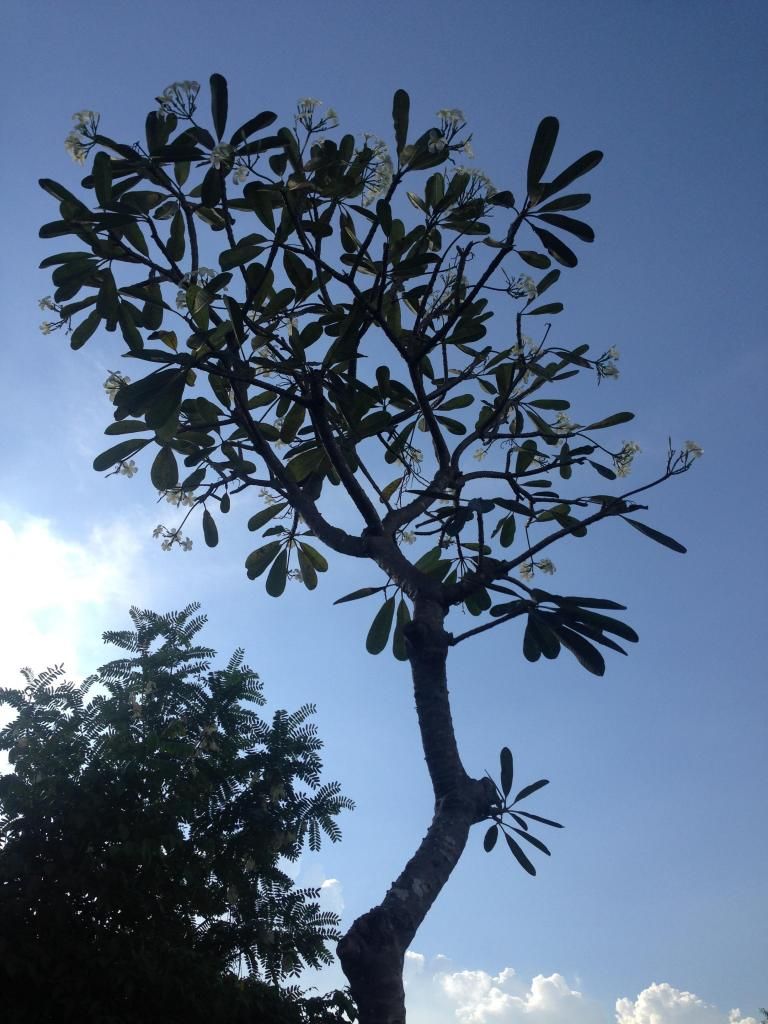 Đủ Loại Cây Cho Ae Lựa Chọn Đây - 3