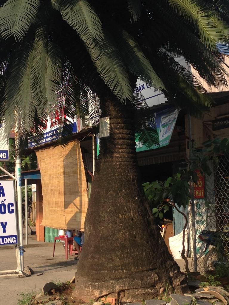 Đủ Loại Cây Cho Ae Lựa Chọn Đây - 8