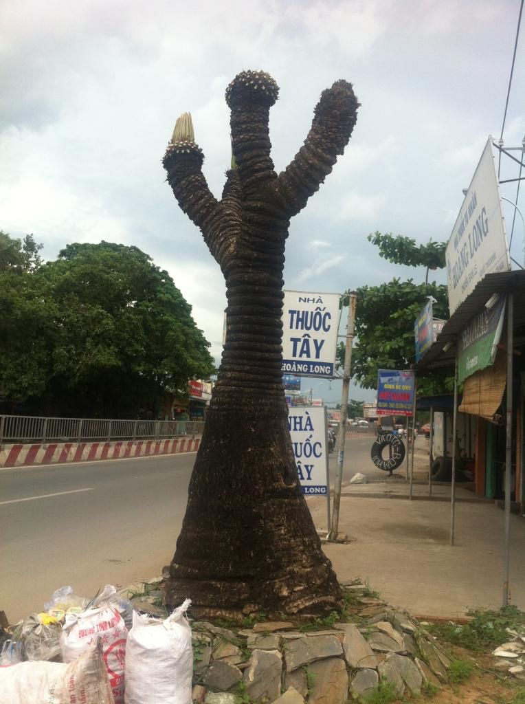 Đủ Loại Cây Cho Ae Lựa Chọn Đây - 6