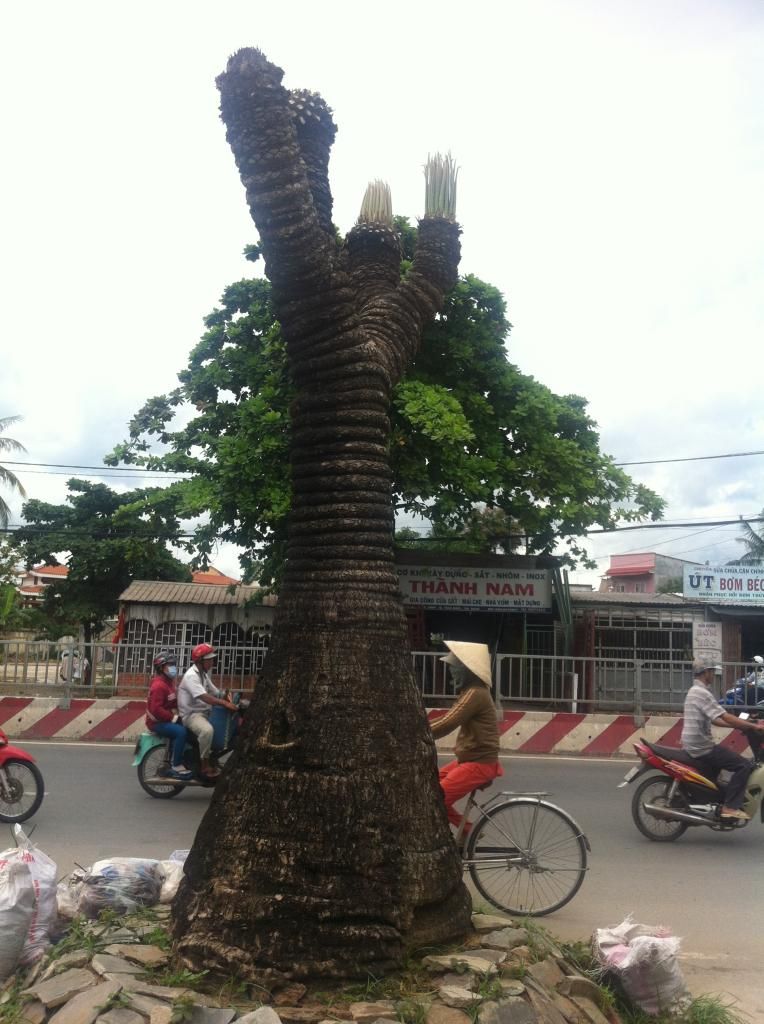 Đủ Loại Cây Cho Ae Lựa Chọn Đây - 5