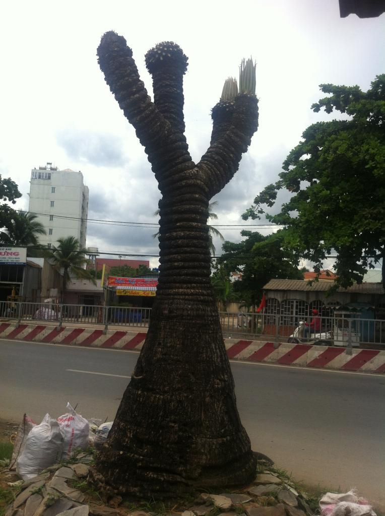 Đủ Loại Cây Cho Ae Lựa Chọn Đây - 4