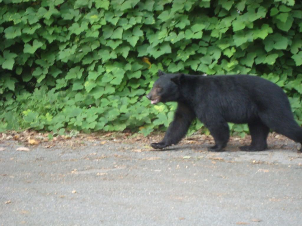 DSC00586-1.jpg