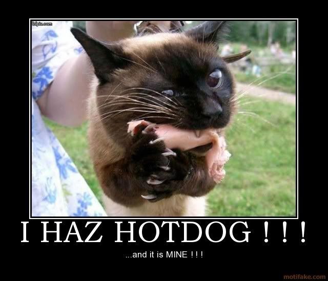 Hot Dog Cat