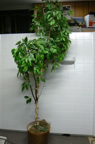 Second of 3 Ficus Trees