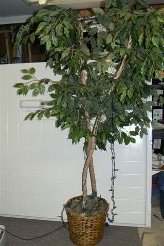 One of 3 Ficus Trees