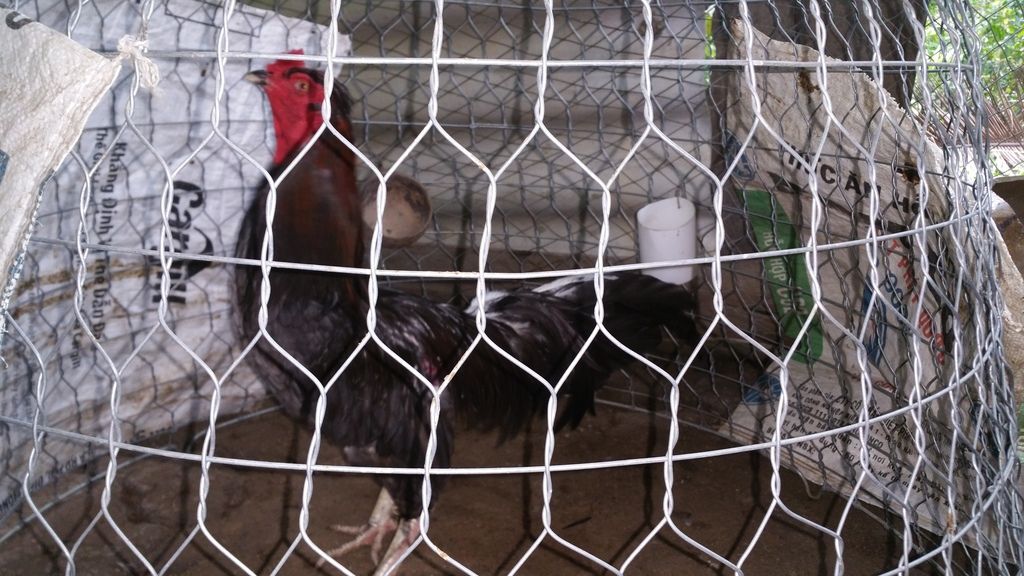 Bổn Gà Chớp !!!! - 3