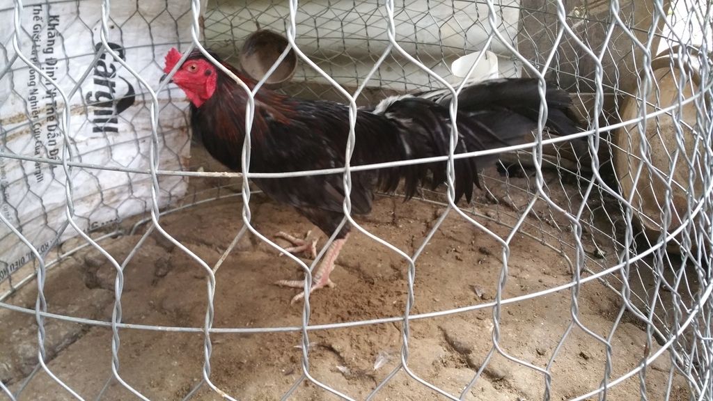 Bổn Gà Chớp !!!! - 1