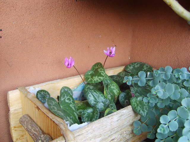 ciclamini.jpg