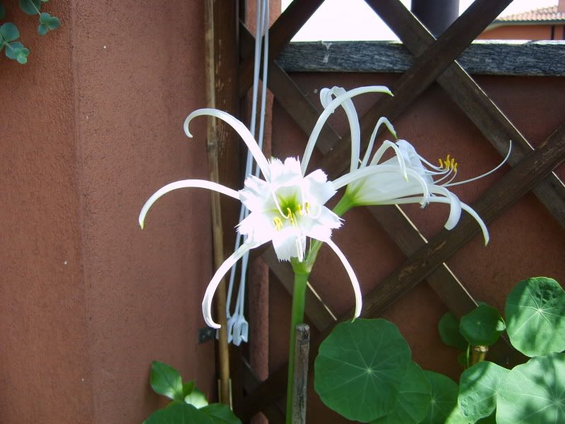 hymenocallis.jpg