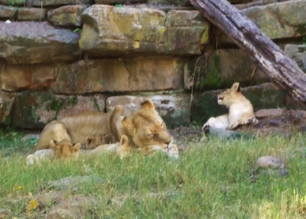 038.jpg lioness grooming cubs image by jeffandsharla