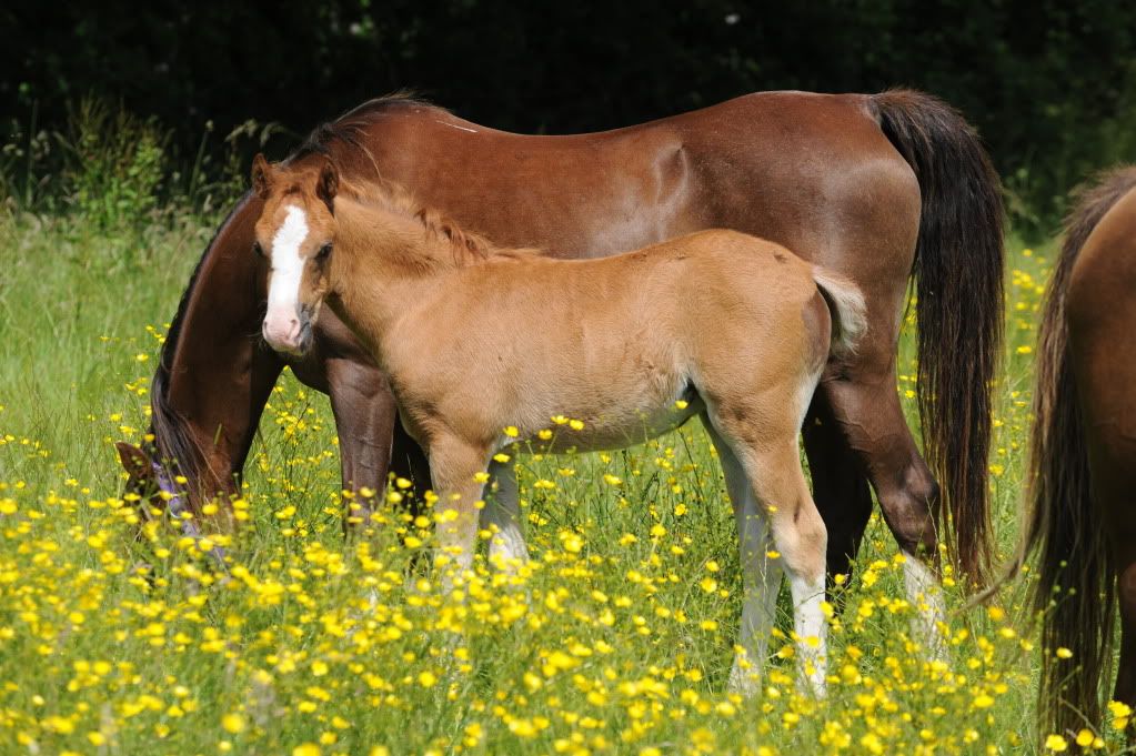 Barkway Stud Welsh B Foals * UPDATED Photo * | Horse Gossip