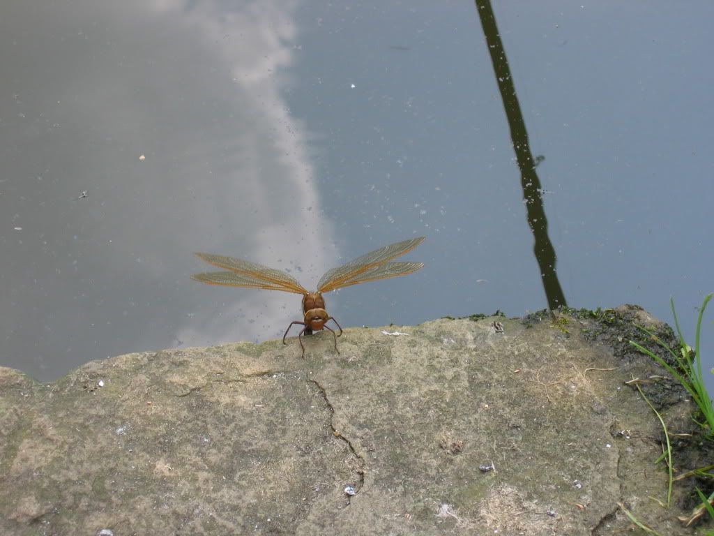 Giant+dragonflies+uk