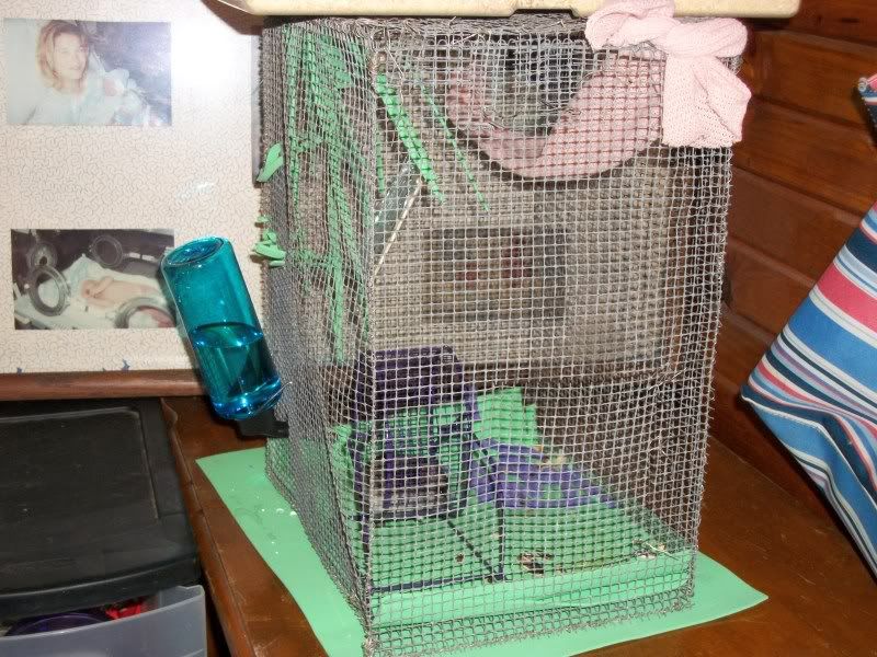 custom hamster cage