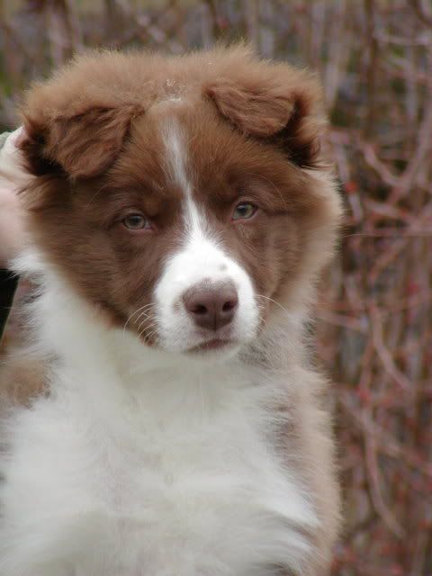 Redford3mHead.jpg