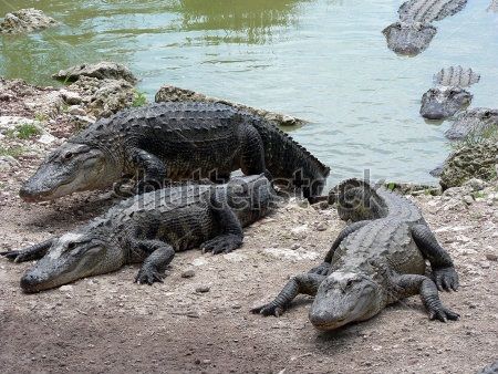  photo stock-photo-alligators-crawling-out-of-the-water-39881593_zpsphpfxeso.jpg