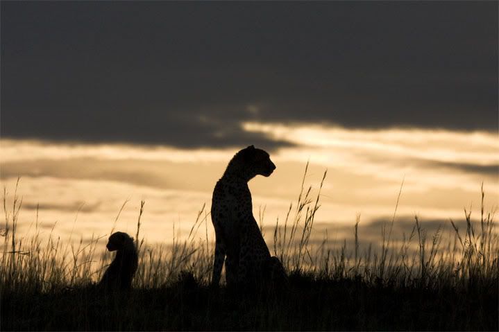 Silhouette Photo by manu67 | Photobucket