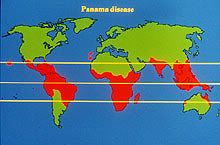 Panama Disease History | RM. Panama Disease History | RM.