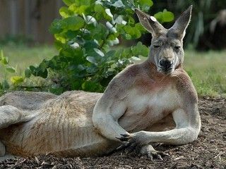 Kangaroo-australia-32220270-500-375_zpsz9qhlfuh.jpg