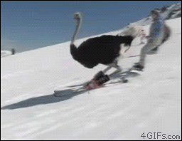 Skiing-ostrich_zpsm7wpyp55.gif