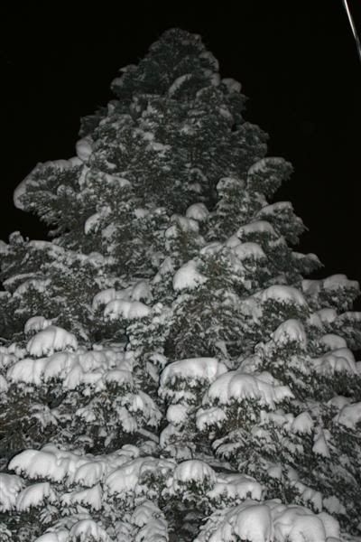 DEC08207Medium.jpg?t=1229813167