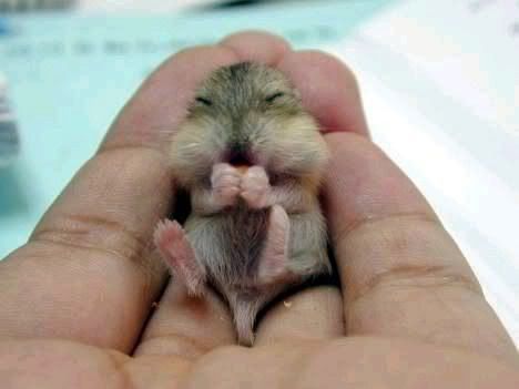 tiny-animals-007.jpg