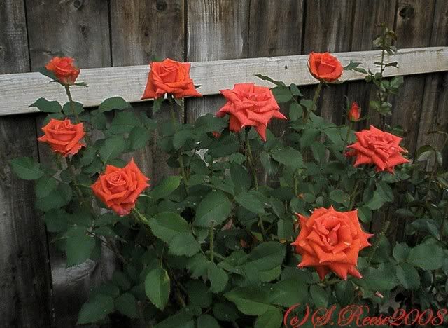 orange rose bushes