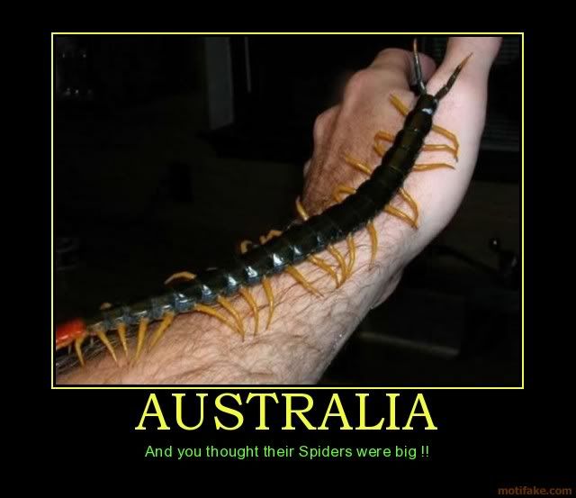 australia-australia-spiders-big-critters